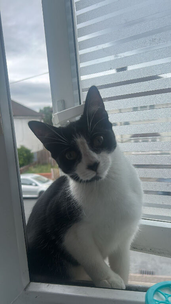 Female cat, 1 year old