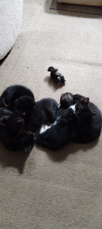 5 kittens 3 black 2 black and white