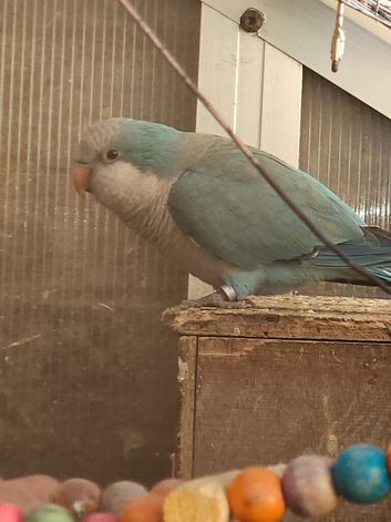 Male blue quaker parrot