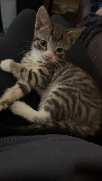 Cute baby kittens needing a home