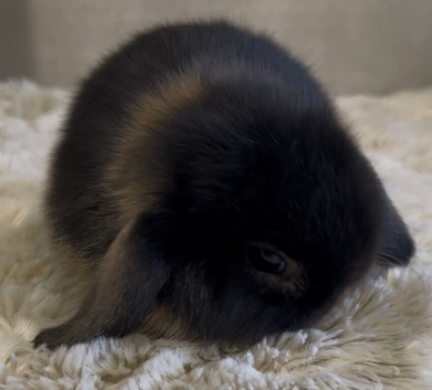 Stunning litter of mini lop bunnies looking for loving homes.