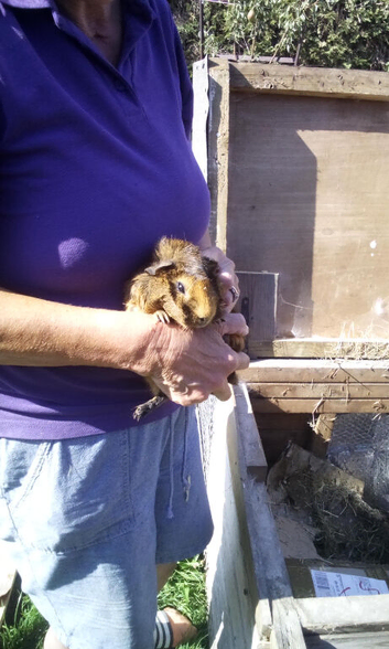 Two male teenage guinea pigs