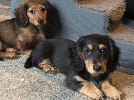 REDUCED X2 KC REGISTERED Long Haired Miniature Daschund puppies looking for there forever home.