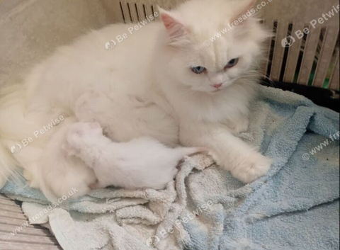 Persian kittens for sale
