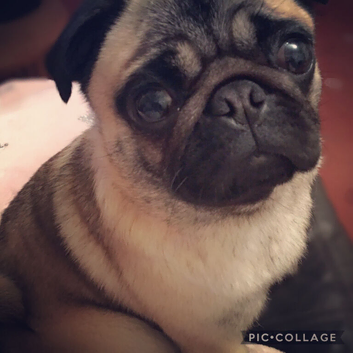 Older Pug Looking For Forever Home