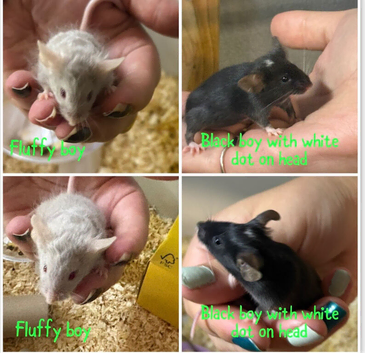 Baby male fancy mice for sale