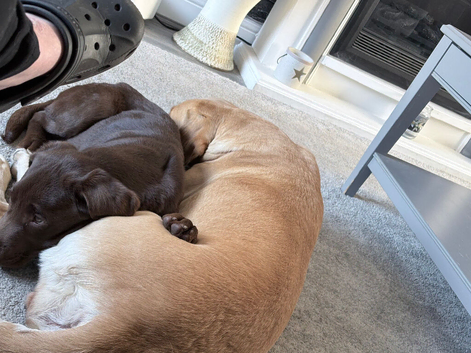 Chocolate Labrador