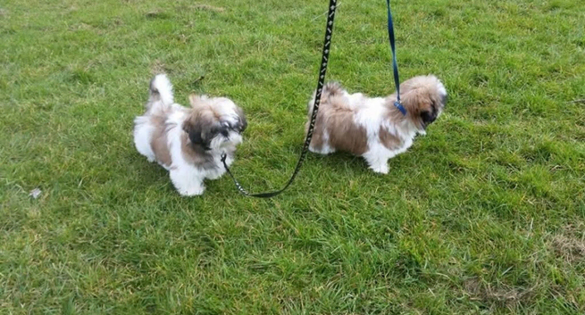 Shih tzu puppies