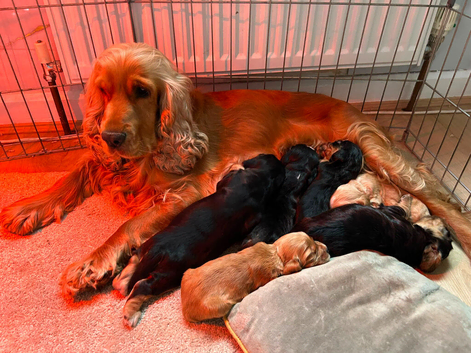 Beautiful puppies ready in 3 weeks