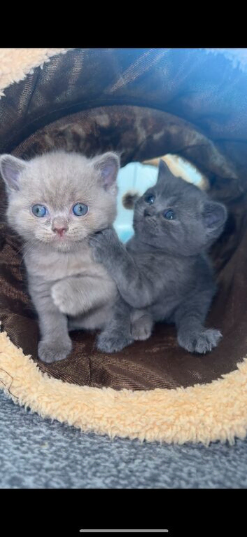 Pedigree British Shorthair Kittens