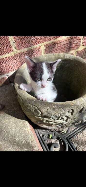 Black and white kittens