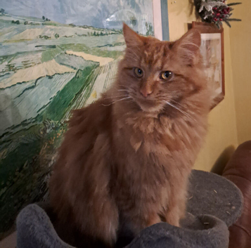 Pretty Maine Coon Cross Kittens looking for a good home READY NOW