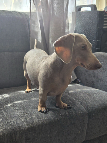 Miniature dachshund