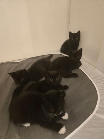 5 kittens for sale