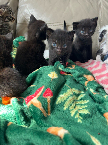 Kittens for sale