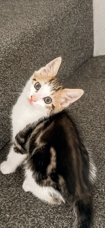 9 week old kittens