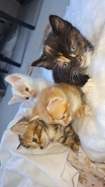 Kittens for sale