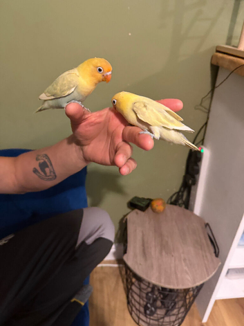 Hand tame beautiful love birds