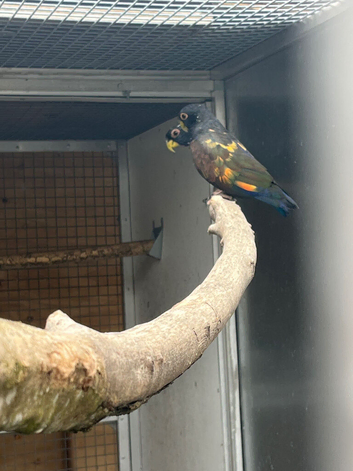 Proven bronze wing hen