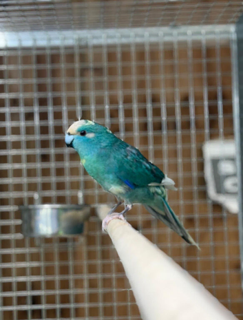 Kakariki parrot