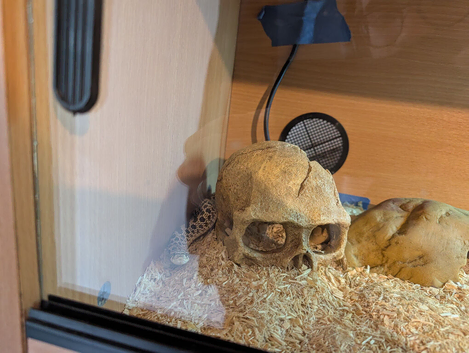 Hognose snake with vivarium