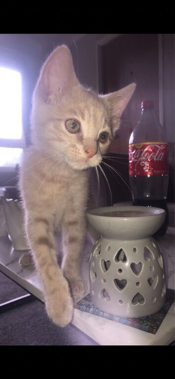 12week old kittens