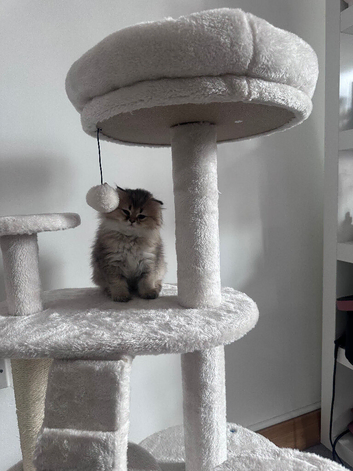 Scottish fold/persian/munchkin