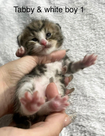 Beautiful mixed litter
