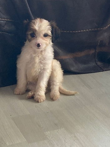 Lhasa apso cross puppies