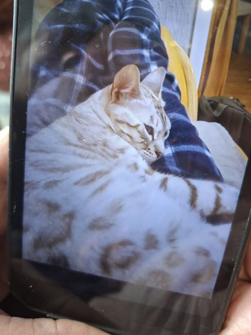 Bengal cat 2yr old