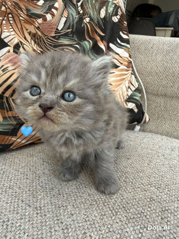 Fluffy tabby British shorthair x bengal