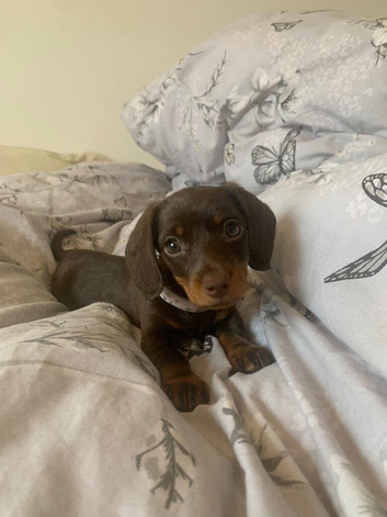 Beautiful Miniature Dachshund Puppy - Girl