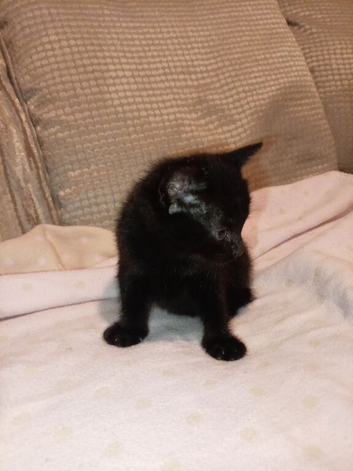 Kittens
