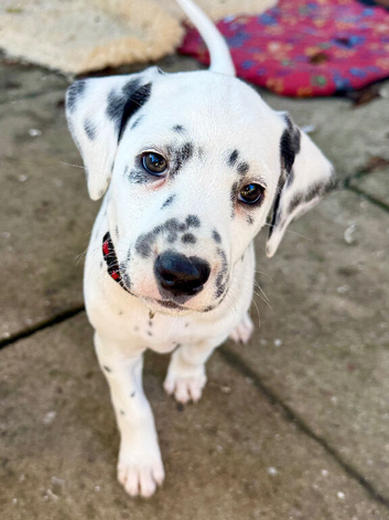 Unexpectedly re-available black spot girl Dalmatian - ready now