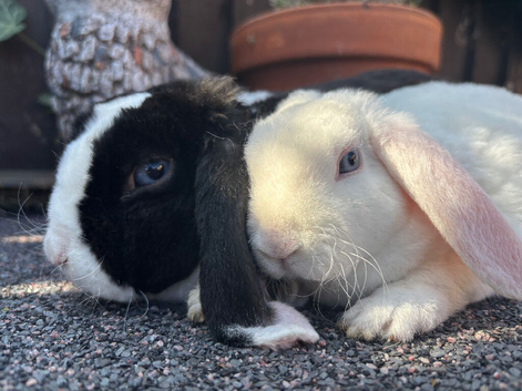 Mini Plush Lops