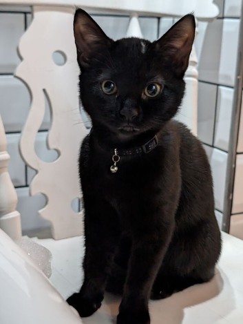 Female kitten