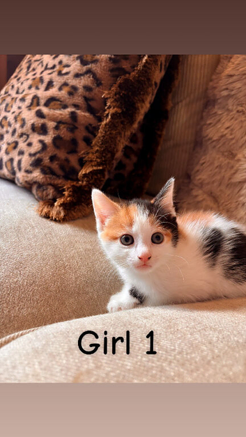 Beautiful litter of kittens️