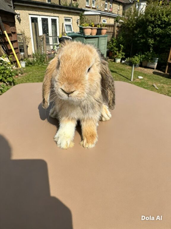 baby mini lops ready to go now