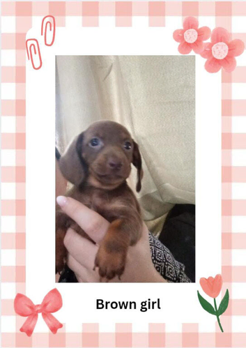 1 brown girl Dachshund Puppy left