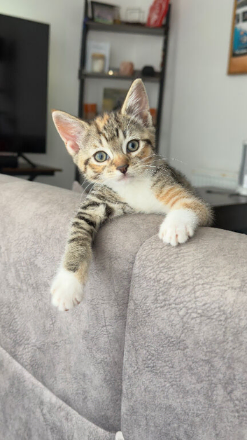Half Breed Bengal Kittens x2 Female