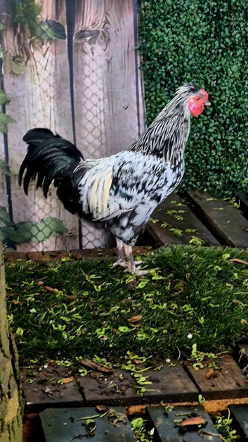 Silver Laced Wyandotte mix Roo