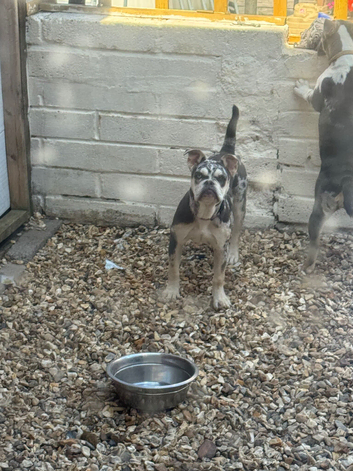 Old tyme bulldog x French bulldog