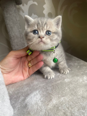 Beautiful Scottish straight kittens blue and lilac ready to leave now