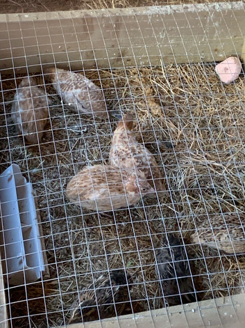 9 healthy babies