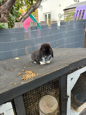 Male mini lop