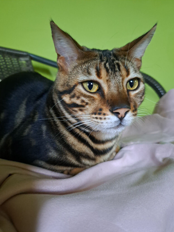 Bengal boy