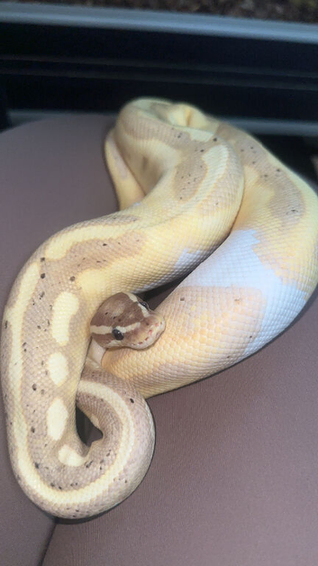 Banana ball python for sale