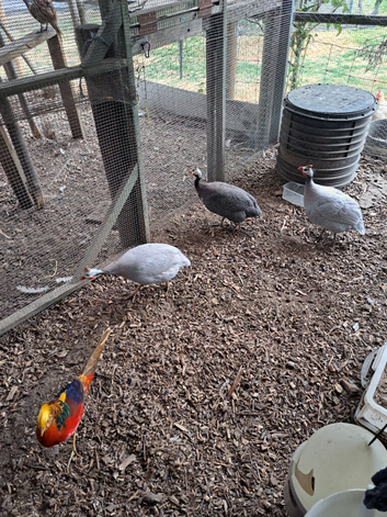 3 adult guinea fowl