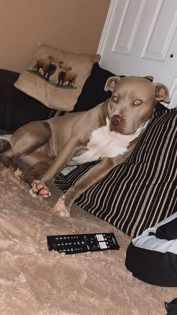 Bully breed