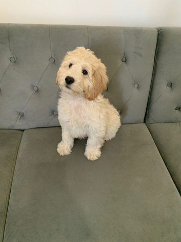 Gorgeous champagne boy Cockapoo puppy